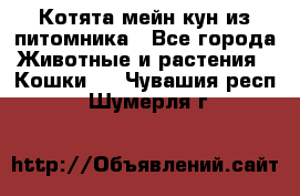 Котята мейн-кун из питомника - Все города Животные и растения » Кошки   . Чувашия респ.,Шумерля г.